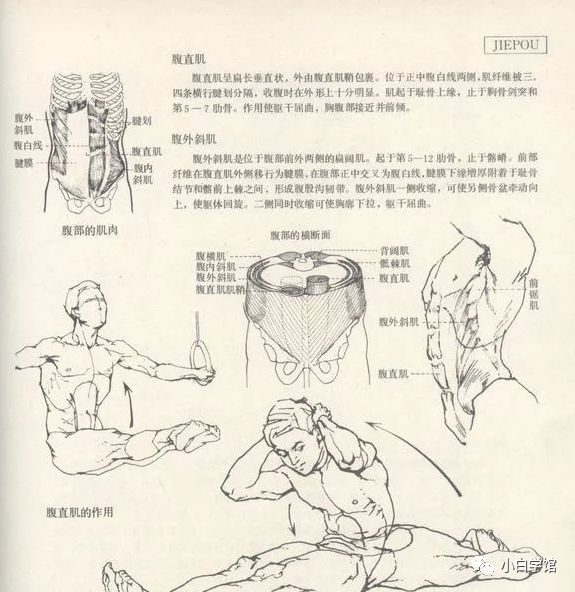 美术生如果想了解人体结构，这些书籍能帮助到你​​​​​