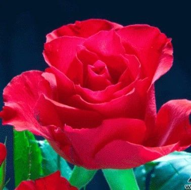 今日母亲节，99朵玫瑰花送给全天下的母亲，祝母亲永远美丽，永远年轻！