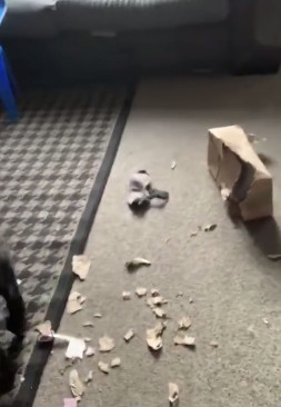 狗狗把邻居的情趣玩具叼回家了，如何还？在线等