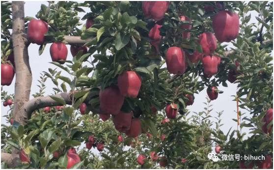 ��ͷ����������ƻ��������