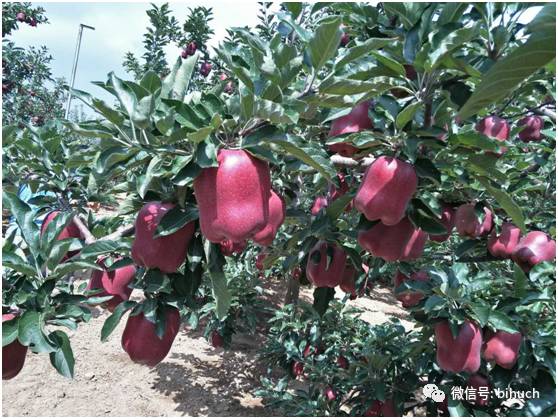 ��ͷ����������ƻ��������