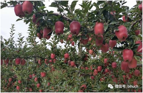 ��ͷ����������ƻ��������