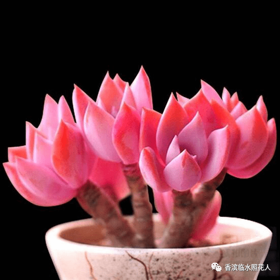 【思维导图“画”作文——我们眼中的缤纷世界】三年作文开靖雯《我的植物朋友——多肉》（二十）