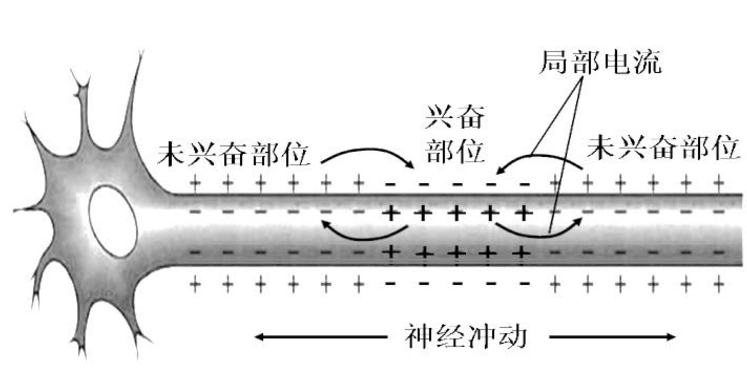 神经元膜电位.png