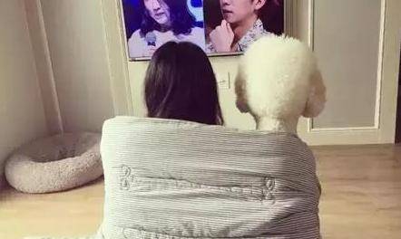 养贵宾时间长了，总觉得这家伙身体里有个人的灵魂……