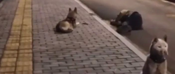 主人醉倒街头，两狗布阵：一只盯手机，一只盯梢…