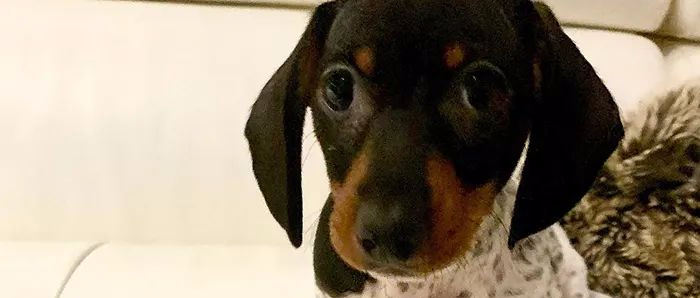 腊肠妈妈生了一个麦旋风，网友：不瞒大家，我馋它的身子了！