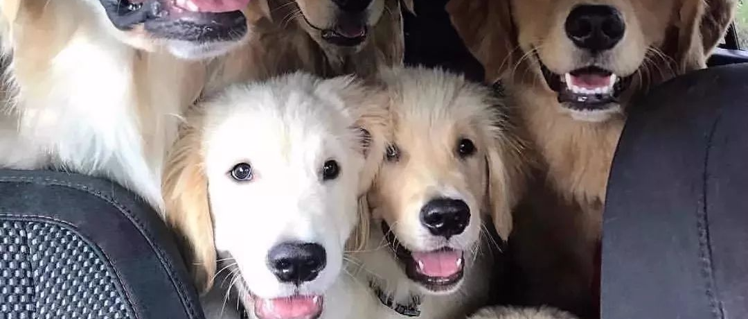 大户人家养狗的快乐，你根本都想象不到！