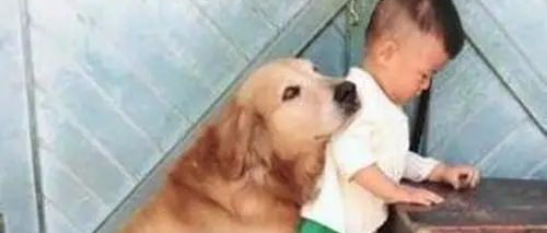 主人带婴儿给狗子看，狗子已认证！网友：它的意思是认奶娃当主人