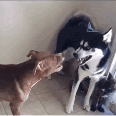哈士奇VS比特犬，眼看大战就要爆发时，二哈伸了下舌头..