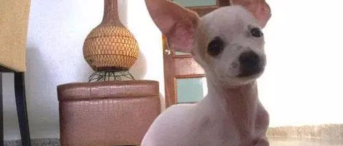 狗狗没有四肢经常受欺负，麻麻看到后做了一个暖心的举动