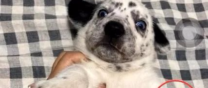 斑点狗祸祸了柯基，但生下的小狗有些发霉，网友：“发霉基”？