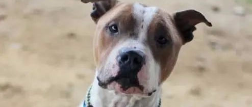 比特犬每天都要主人抱着，才能入睡，因为它经历了一段心酸往事