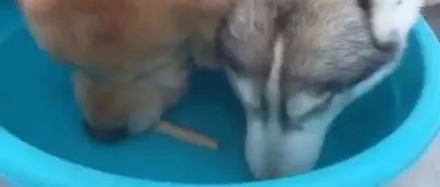 金毛吃不到水里的零食，于是它就叫来了二哈，接下来的一幕，笑疯了！