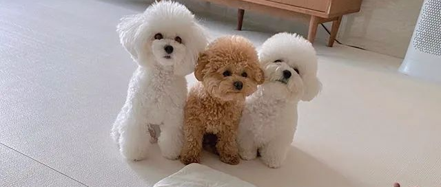 见到刚出生的小主人，家里的三只贵宾懵了：这是个什么生物？