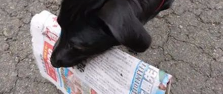 请狗狗帮忙拿报纸，它却开始每天捡东西回家，主人打扫到无奈！