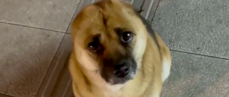 失去耳朵的委屈小狗，惹无数网友心疼...可知情人：别被骗了！它其实是个街霸！