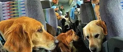 小飞机上挤满27只狗，萌化网友，而这其实是个救命​航班！​