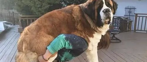 养了个150多斤的大宝宝，可铲屎官：它还在长！