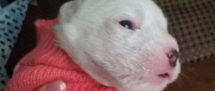 英国最具破坏性小狗，3小时就能吃掉沙发.....