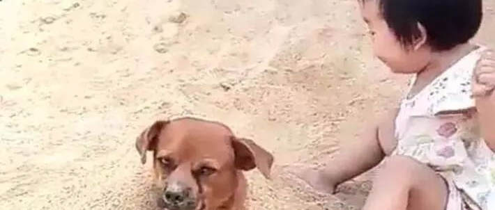 不要让狗狗和孩子一起玩，真的…很危险！