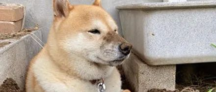 为了避暑，狗子挖个坑把自己埋了，被抓到后认错的样子好搞笑！