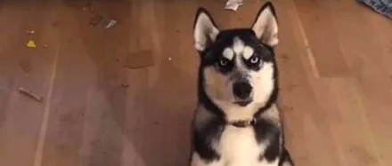 网友把二哈留家里到机场接女友，然而回来后...差点就分手了！