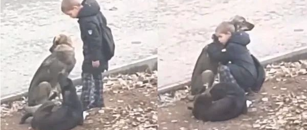 小男孩遇到流浪狗，居然上前给了它一个拥抱...网友先被吓到后被暖到...