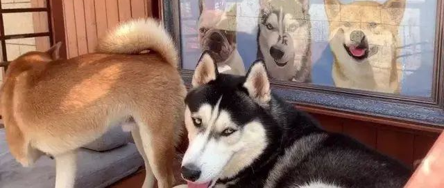 看到这只狗的房子后...网友惊了：请问你还缺男朋友吗？