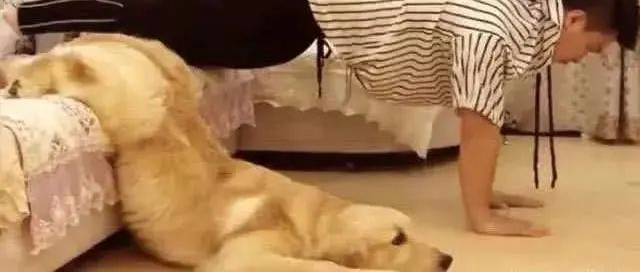 主人腿骨折在家休养，大金毛学主人的走路姿势，主人直接被气哭