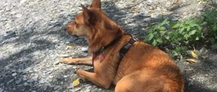 特意带狗子出来玩水，可它却游了五分钟就偷溜，还找了个正当理由！