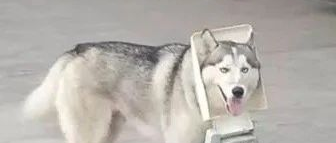 哈士奇撒手没，然而网友找到它时，狗子居然带了个家具回来！