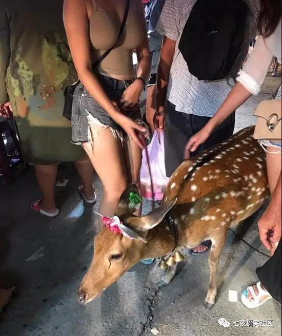 小鹿头上的号码牌是什么意思?!!