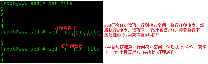 一篇文章学会shell工具篇之sed