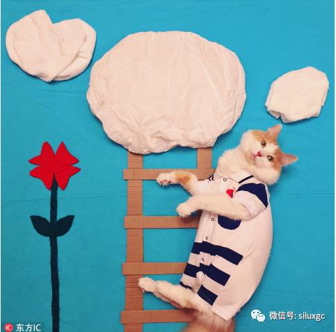 俄罗斯超萌小猫创意摆拍 画风百变超可爱