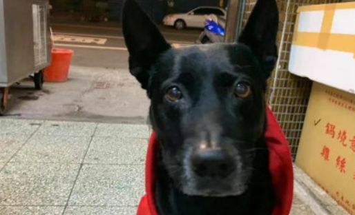 命中注定！刚领养的狗，竟出现在了自己8年前的一张旧照中…