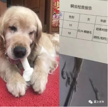 情侣因螨虫和狗吵架，朋友圈发文疑似分手…