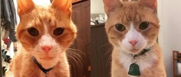 十岁的流浪老猫被领养后，短短半年变化翻天覆地！