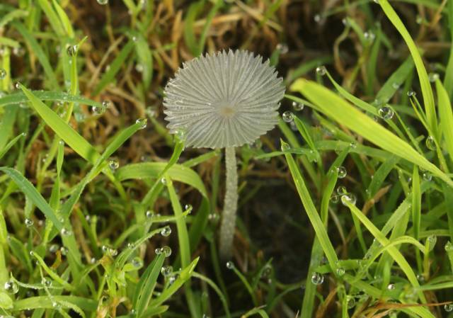 科学网—KIB的菇菇（一大波图片来袭！） - 王庚申的博文