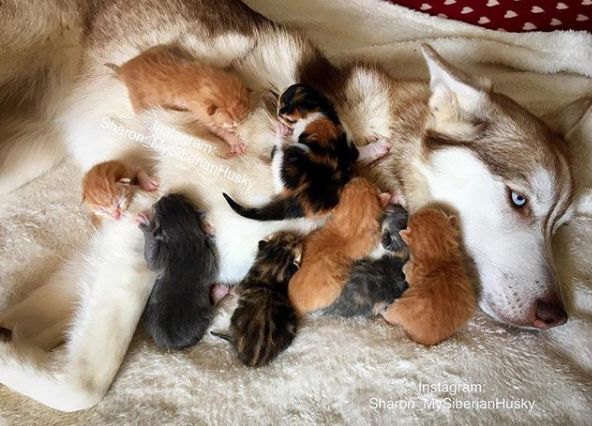 为了照顾10只小奶猫，二哈都顾不上拆家了，可忙坏了！