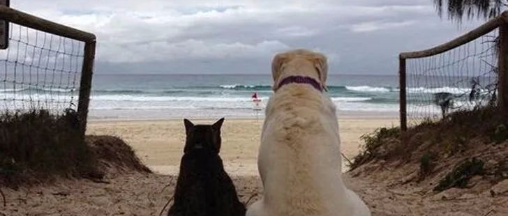 让人心动的猫狗照片，你会为它们的爱而感动！