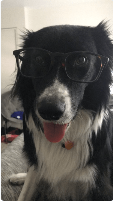 戴眼镜的可爱汪星人，帅帅的！