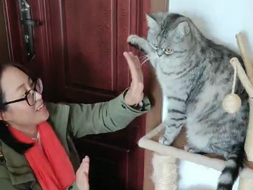 和喵星人击掌，有点意思！