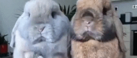 这些可爱的小兔子，萌翻了！