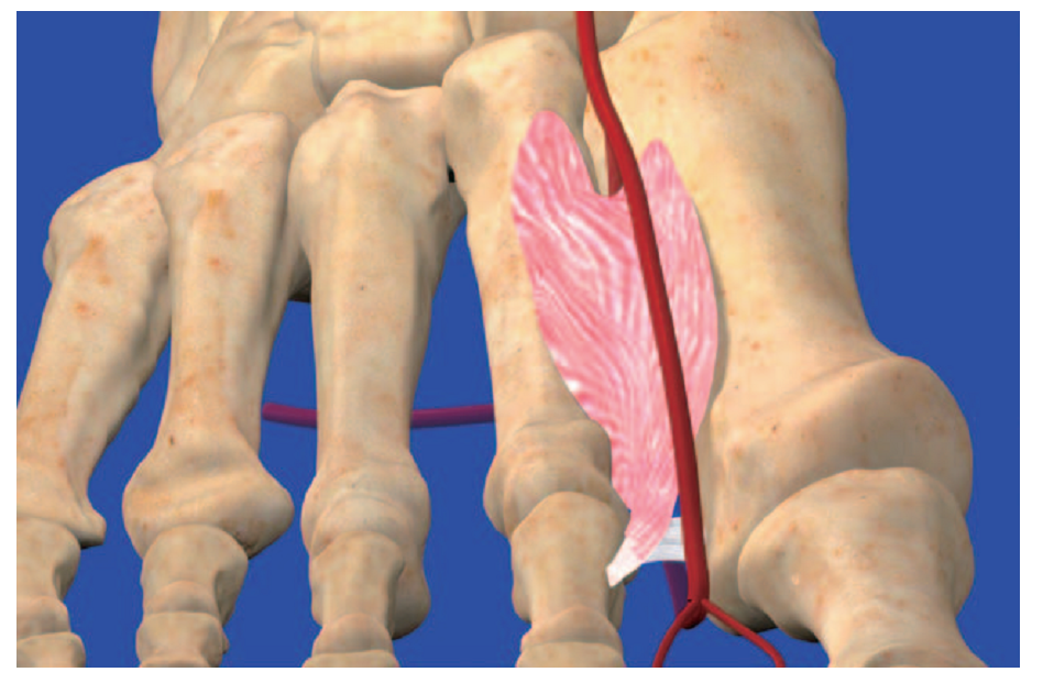 第1跖背动脉解剖与分型