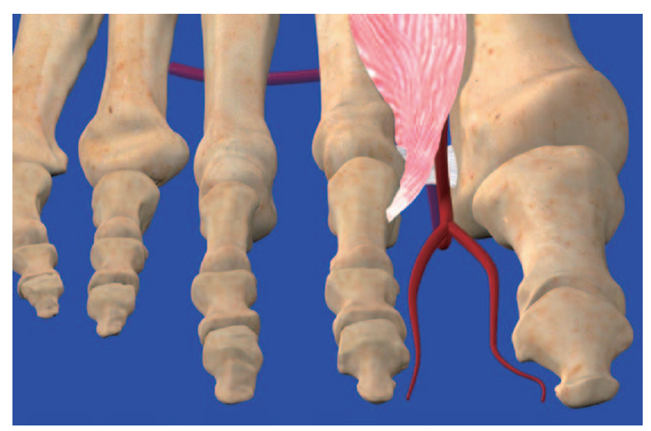 第1跖背动脉解剖与分型