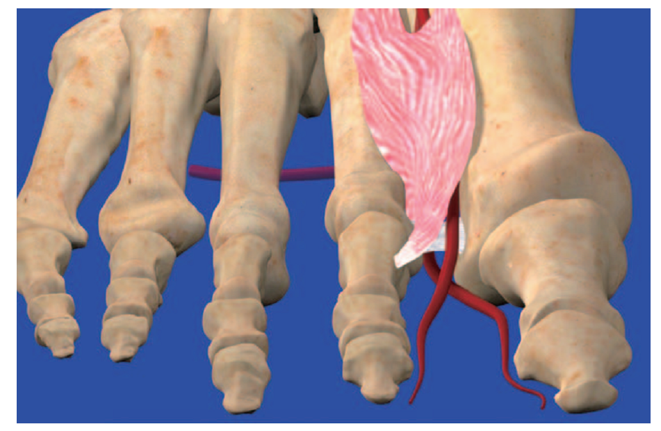 第1跖背动脉解剖与分型