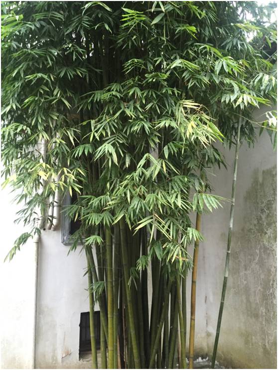 步履不停，长沙行记