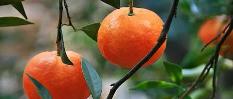 天然止咳王”找到了，常用此果煮水喝，秋天不咳嗽！