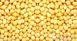 浦东张江高科诺金康纳豆胶囊的神奇效果